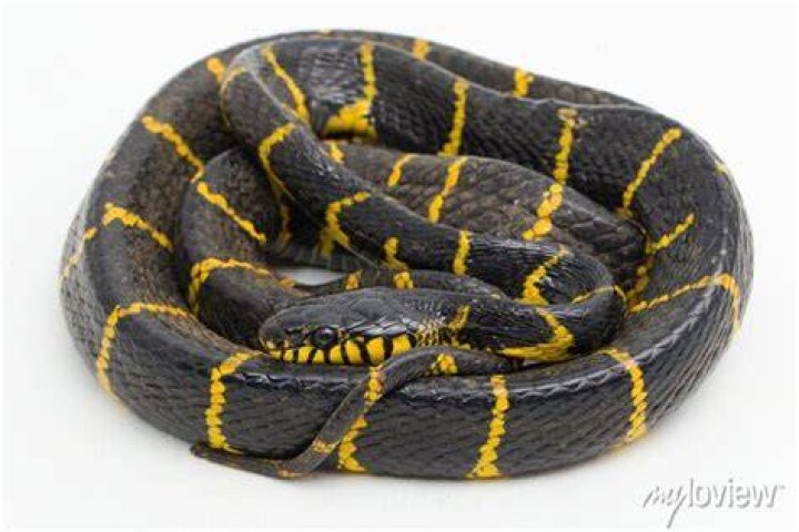 Are gold ringed cat Snake poisonous?