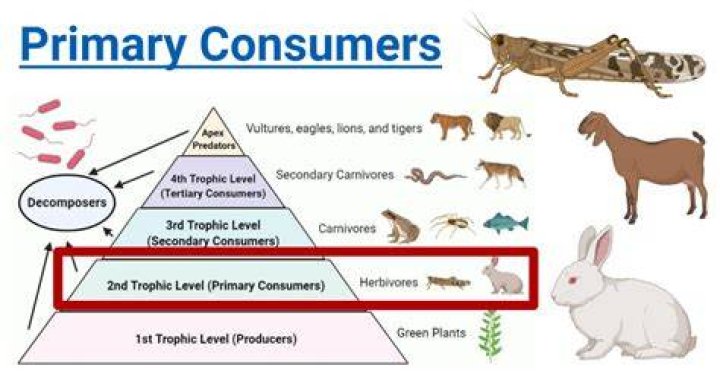 Are herbivorous zooplankton primary consumers?