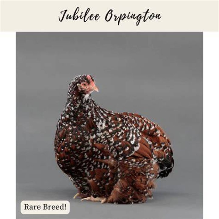 Are Jubilee Orpingtons rare?