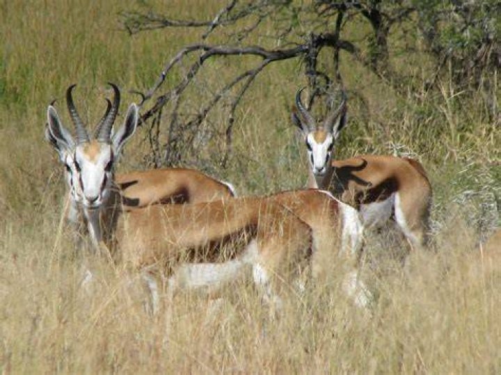 Are Springbok endangered?