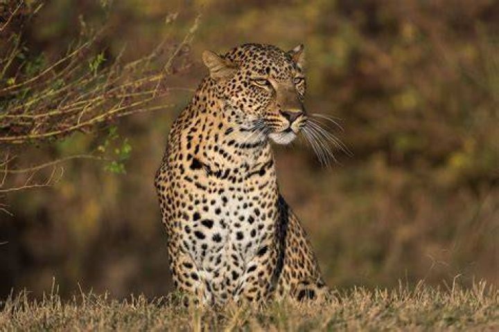 Are there cheetah in South Luangwa?