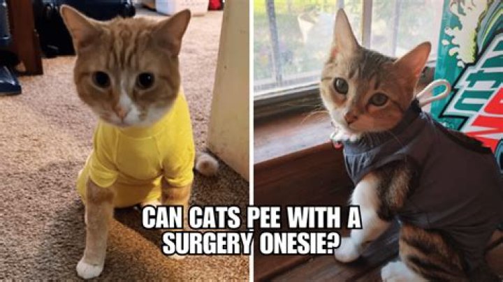 Can a cat pee with a onesie on?