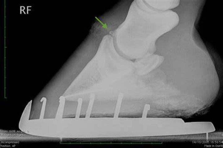Can a horse recover from a broken pastern?