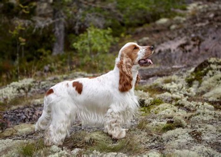 Can cocker spaniels be brown and white?
