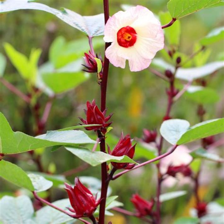Can I grow Hibiscus sabdariffa?