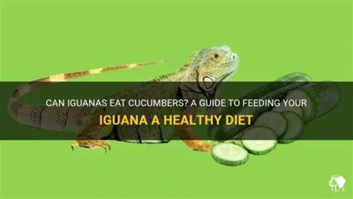 Can iguanas eat cucumbers?