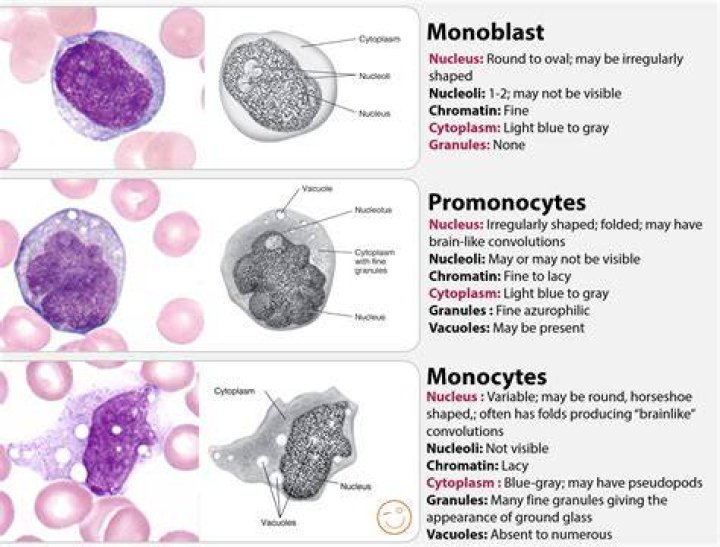 Can monocytes indicate cancer?