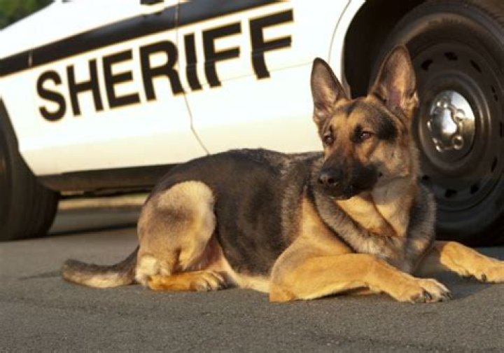 Can my dog be a police dog?