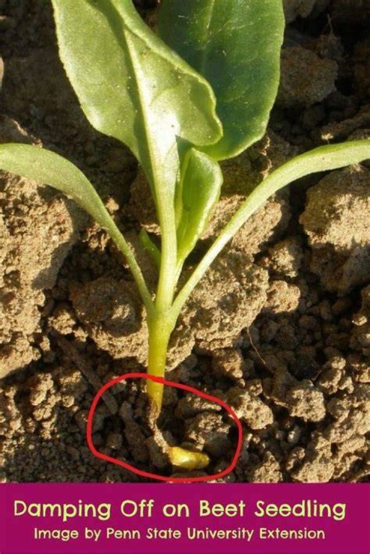 Can seedlings recover from damping off?