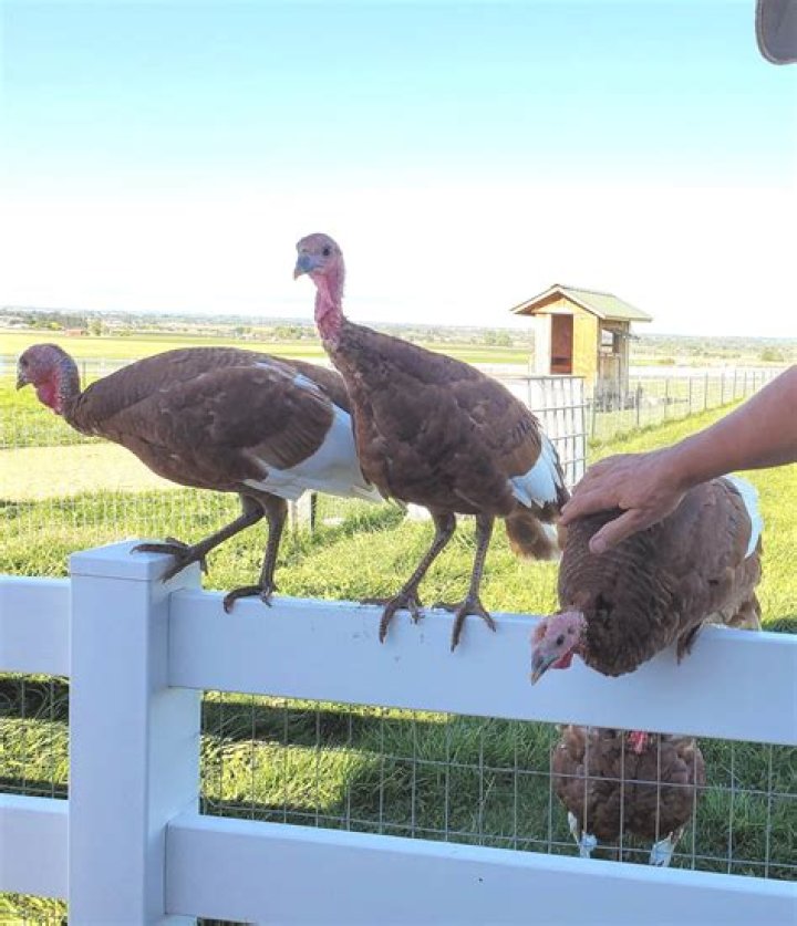 Can turkeys be trained?
