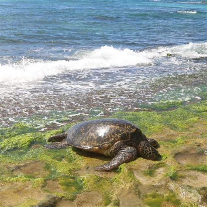 Can you see sea turtles in Hawaii?