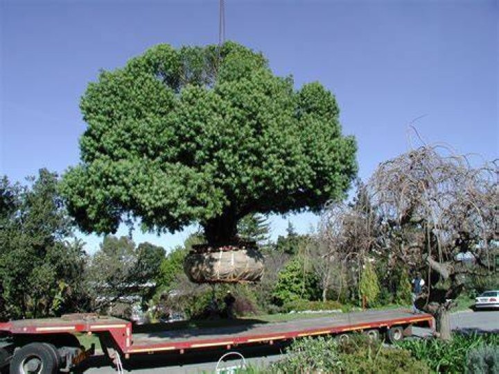 Can you transplant large mature trees?