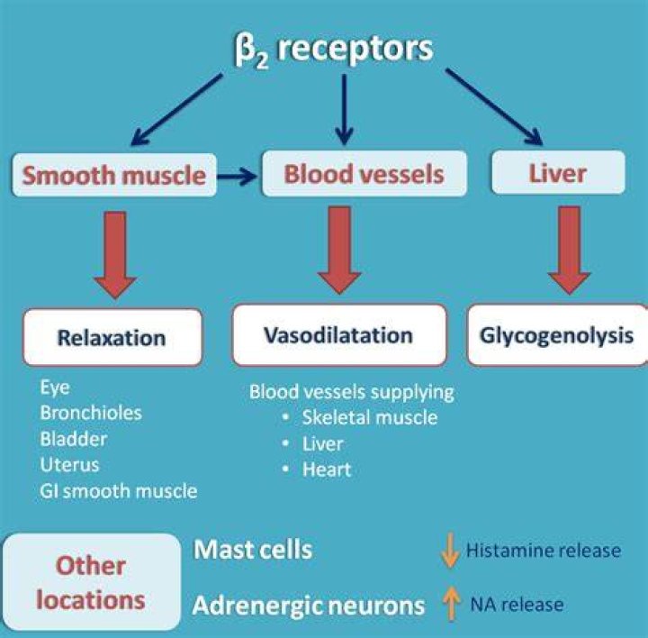 Do beta receptors cause vasodilation?