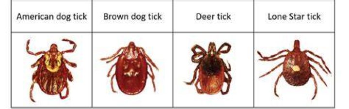 Do brown ticks carry Lyme disease?