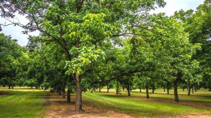 Do pecan trees grow well in Texas?