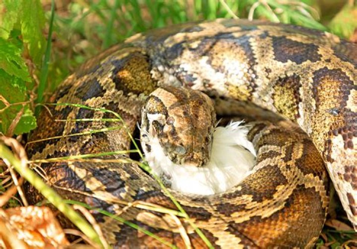Do pythons eat their babies?