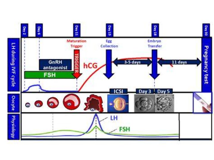 Does IVF affect menstrual cycle?