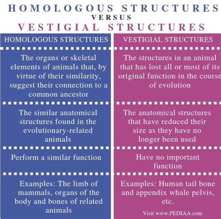 How are homologous and vestigial structures alike How are they different?