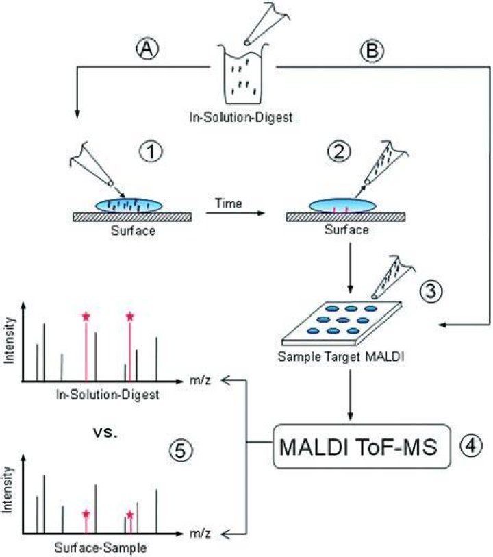 How are samples prepared for MALDI?