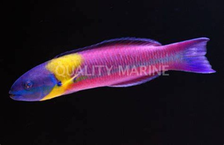 How big do rainbow wrasse get?