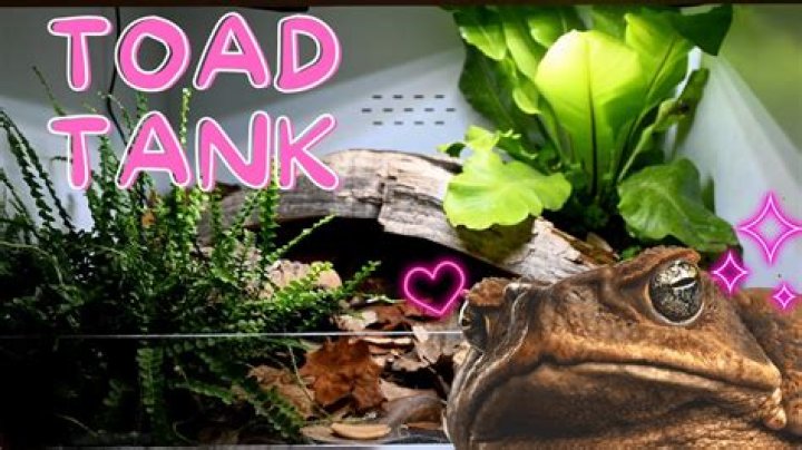 How big of an enclosure does a cane toad need?