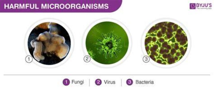 How can microorganisms be helpful and harmful to humans?