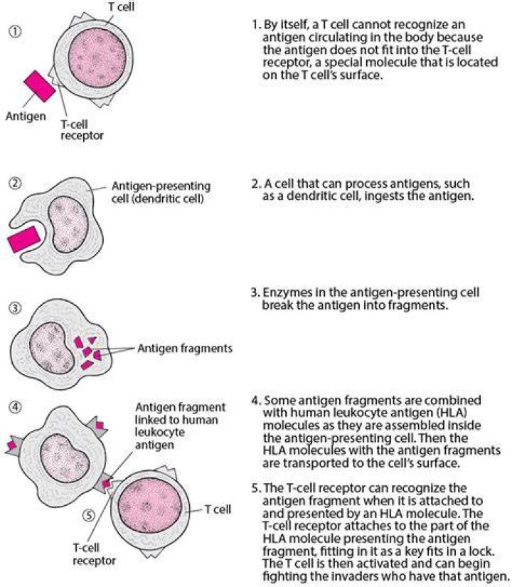 How do helper T cells recognize antigens?