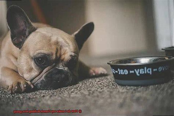 How do I make my French bulldog less gassy?