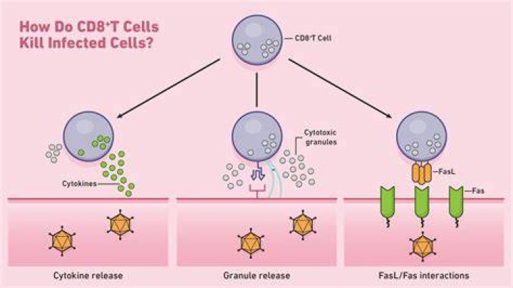 How do T cells become CD4 or CD8?