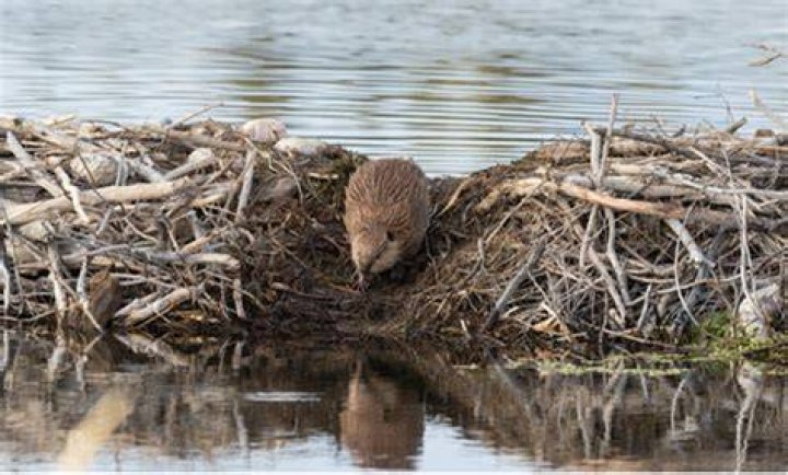 How do you break apart a beaver dam?
