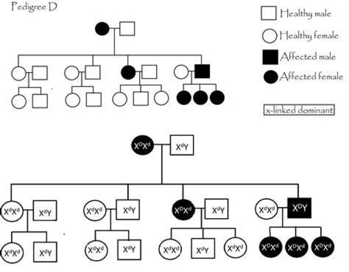 How do you find the distributorship of a Pedigree?