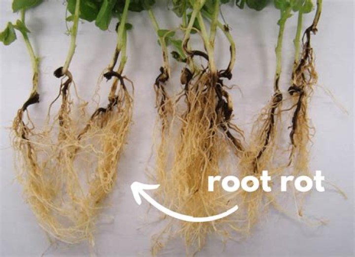 How do you keep roots from rotting in hydroponics?