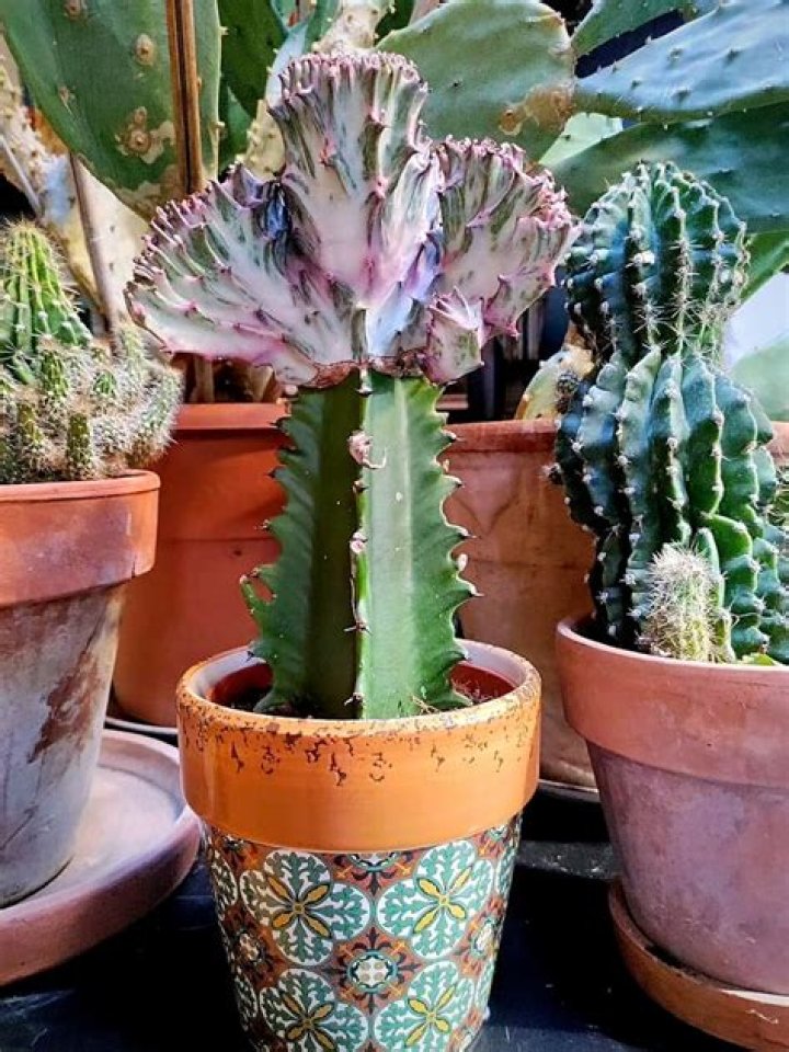 How do you look after Euphorbia Lactea?