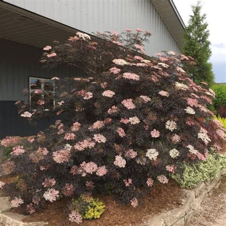How do you prune Black Beauty elderberry?