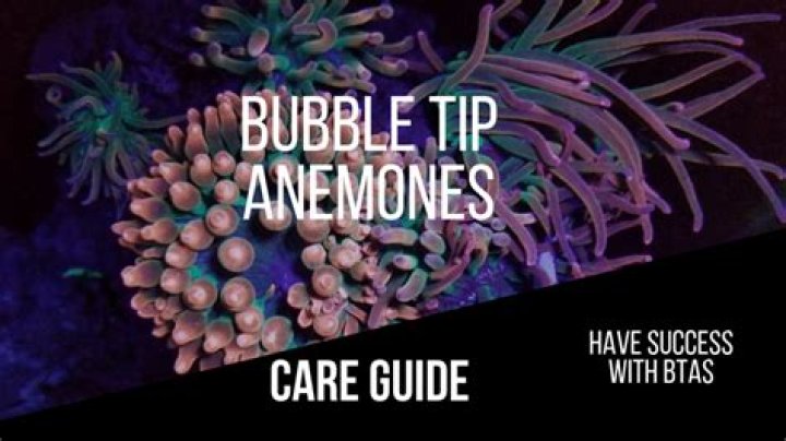 How do you take care of a bubble tip anemone?