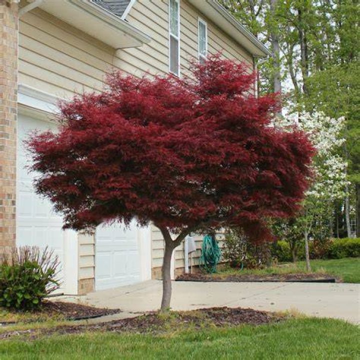 How far from the house should you plant a Bloodgood Japanese maple?