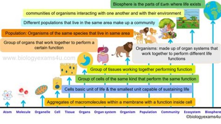 How is matter organized in living things?