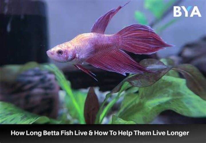 How long does a betta fish live in a bowl?