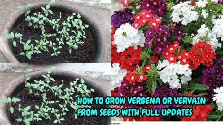 How long does it take to grow Verbena from seed?