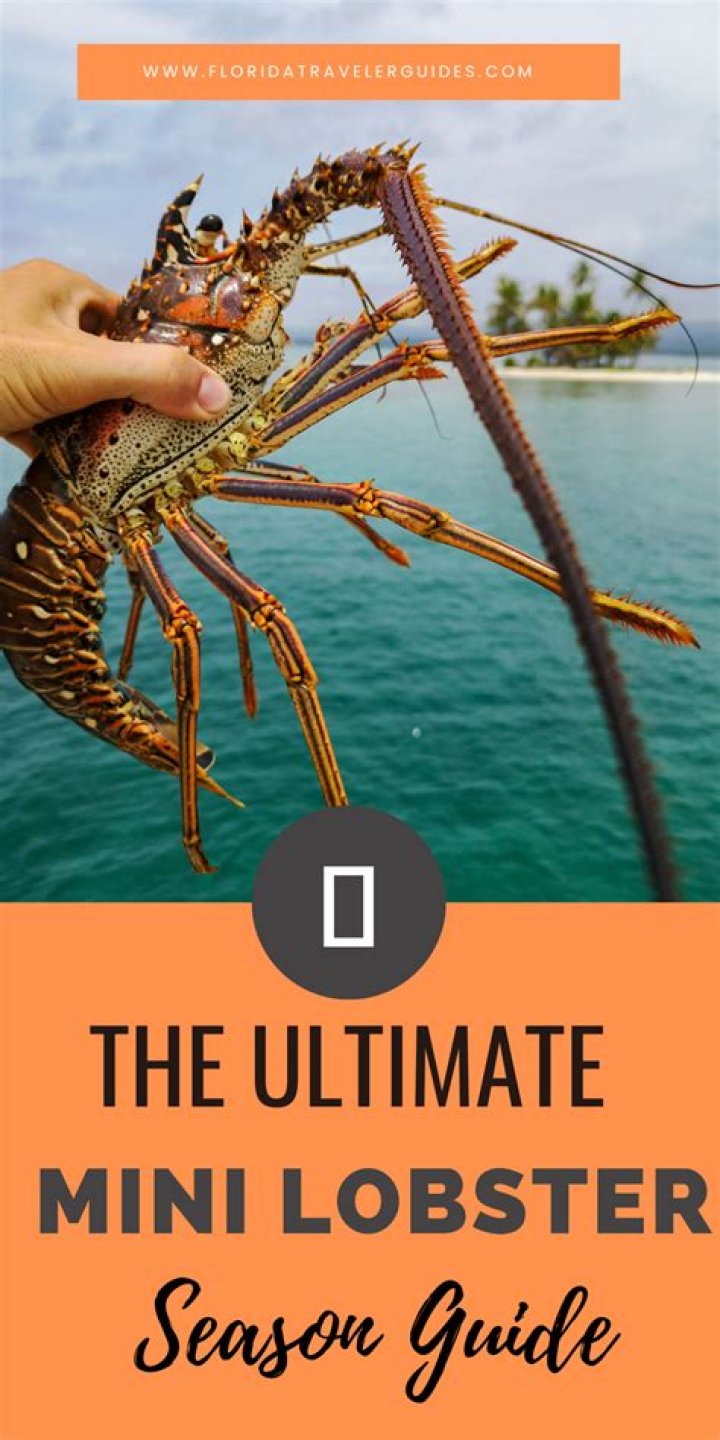 How long is mini lobster season in Florida?