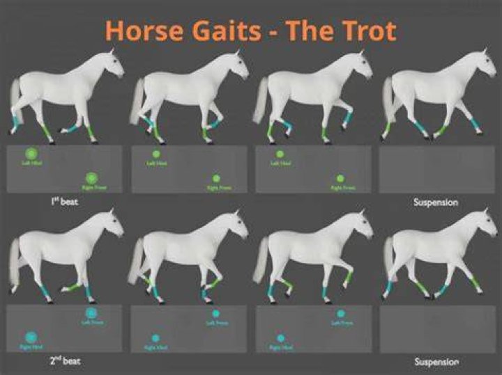 How many beats is a trot?
