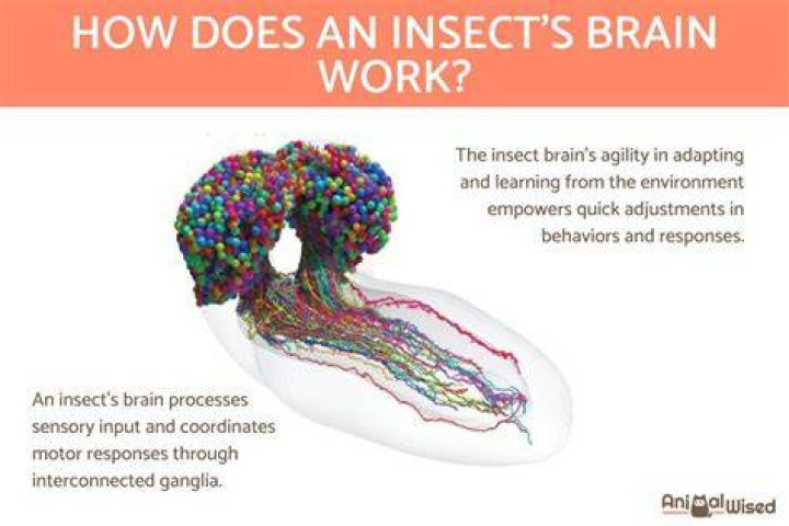 How many brains do insects have?