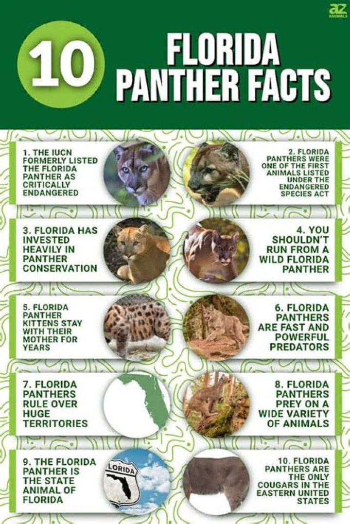 How many Florida panthers are there in the wild?