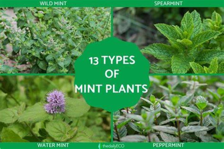 How many types of mint are there?