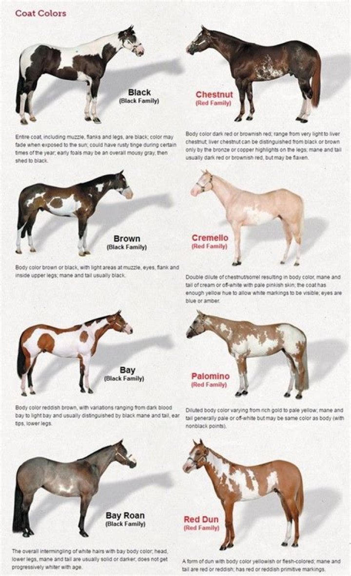 How many types of paint horses are there?