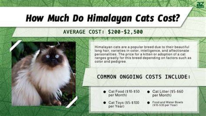 How much does a flame point Himalayan cat cost?