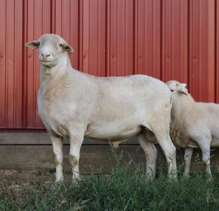 How much does a Katahdin RAM cost?
