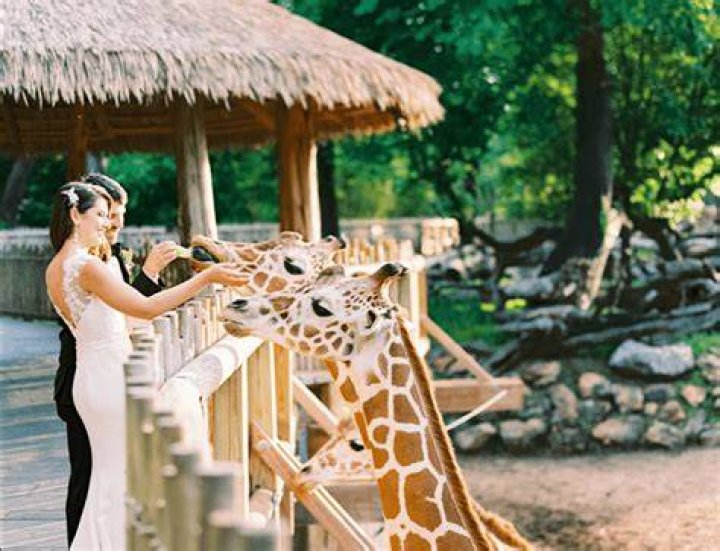 How much does it cost to get married at Lincoln Park Zoo?
