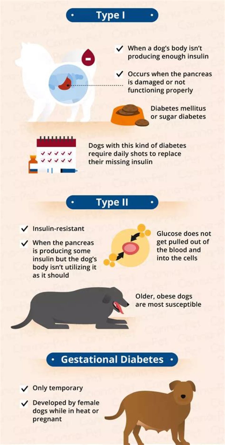 How much does it cost to treat a dog with diabetes?