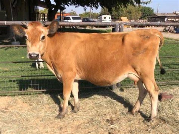 How much is a miniature Jersey cow?
